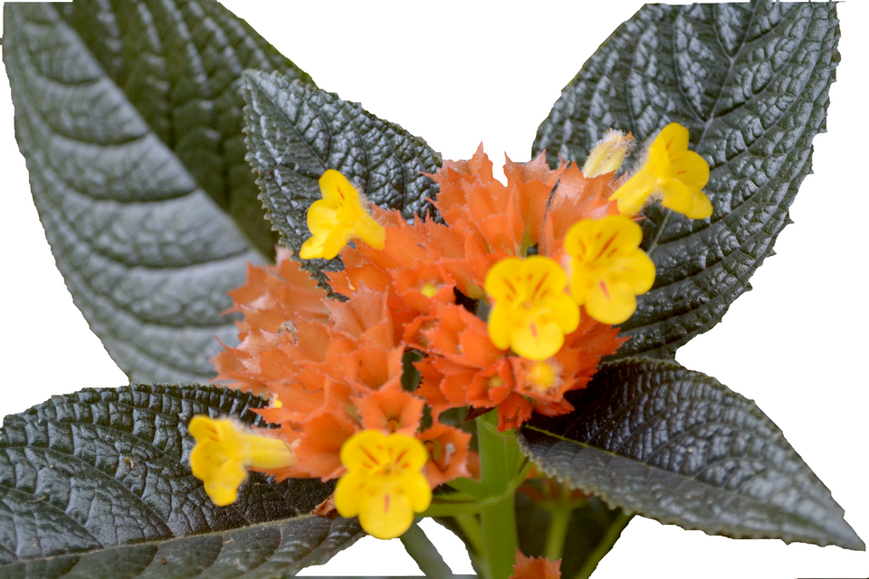 Chrysothemis bloem in volle bloei met oranje bloemblaadjes.