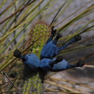 Cipocereus minensis cactus met lange stekelige stelen en kleine witte bloemen.