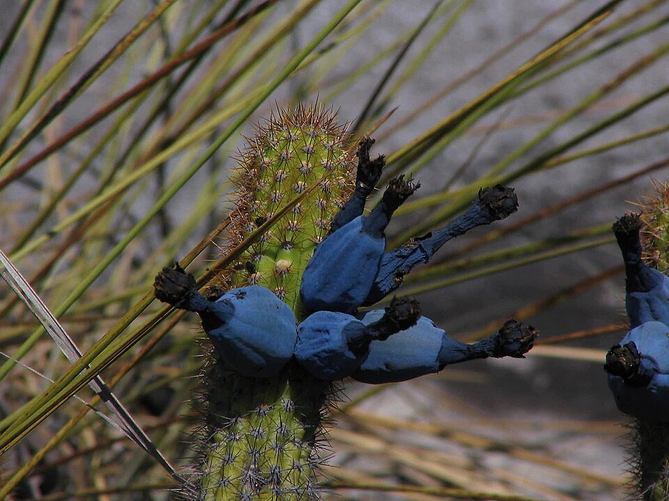 Cipocereus minensis cactus met lange stekelige stelen en kleine witte bloemen.
