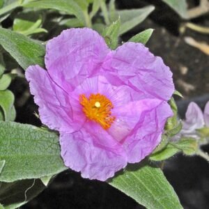 Witte Cistus rodiei bloem en groene bladeren tegen onscherpe achtergrond.