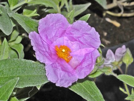 Witte Cistus rodiei bloem en groene bladeren tegen onscherpe achtergrond.