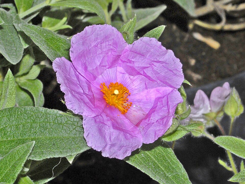 Witte Cistus rodiei bloem en groene bladeren tegen onscherpe achtergrond.