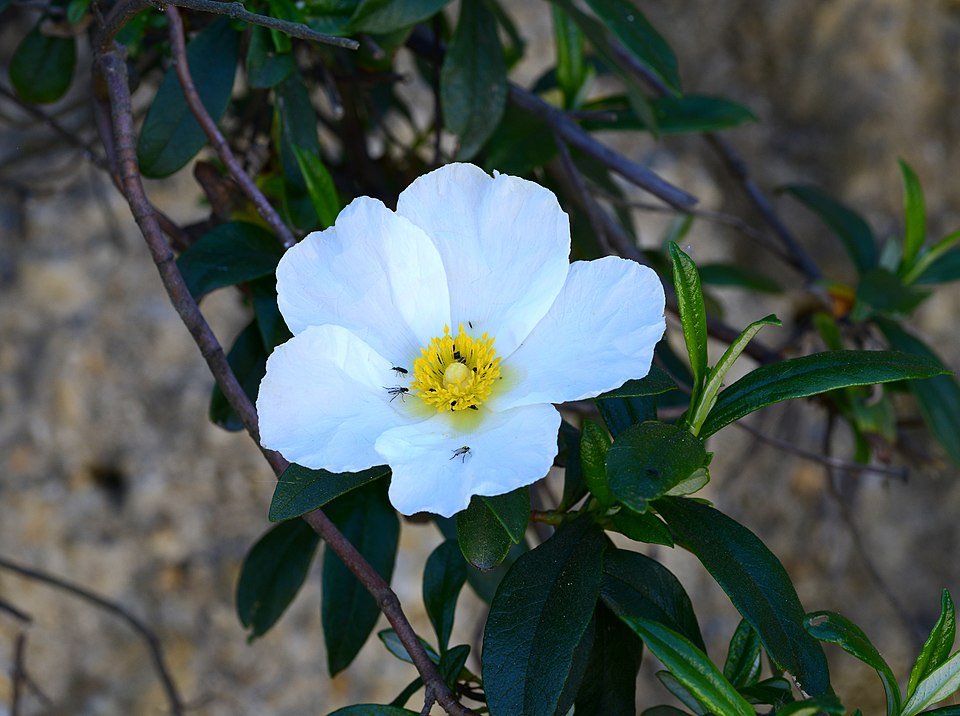 Bloeiende Cistus monspeliensis met zilverachtige bladeren en roze bloemblaadjes.