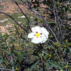 Cistus ladanifer plant in Sierra Madrona natuurgebied.