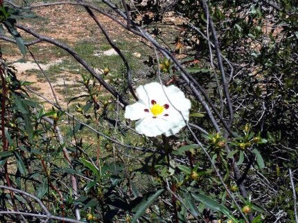 Cistus ladanifer plant in Sierra Madrona natuurgebied.