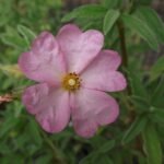 Bloeiende Cistus skanbergii plant met witte bloemen en groene bladeren.
