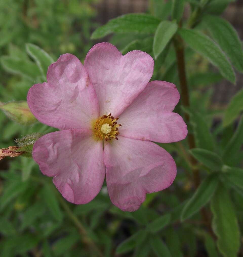 Bloeiende Cistus skanbergii plant met witte bloemen en groene bladeren.