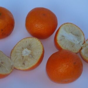 Calamondin citrusvruchten op een tak met bladeren.