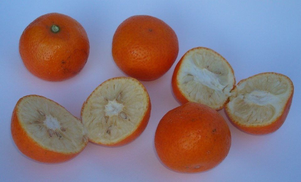 Calamondin citrusvruchten op een tak met bladeren.