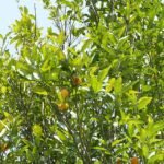 Rijpe Citrus deliciosa met groene schil en sappige vruchten op tak.