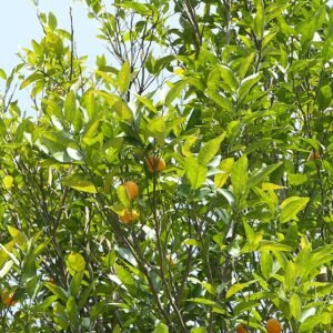 Rijpe Citrus deliciosa met groene schil en sappige vruchten op tak.