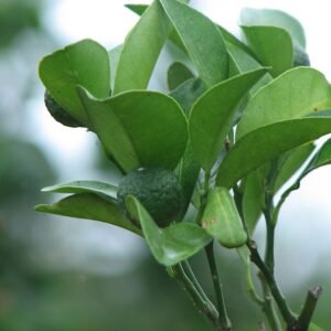 Kleine ronde groene citrusvrucht: Citrus depressa Hirami Lemon.