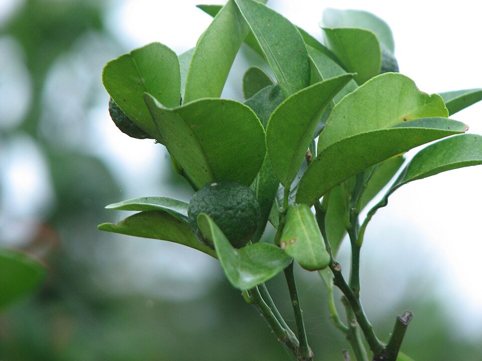 Kleine ronde groene citrusvrucht: Citrus depressa Hirami Lemon.