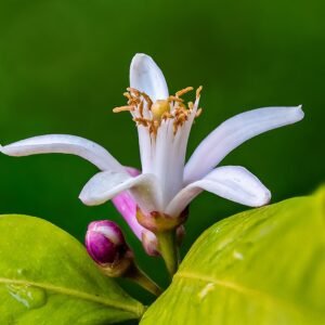 Verse citroenbloesem en citrusvruchten op zonnige achtergrond.