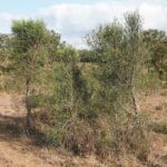 Citrus glauca struiken met groen blad en gele vruchten.