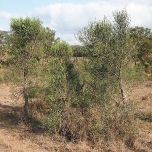 Citrus glauca struiken met groen blad en gele vruchten.