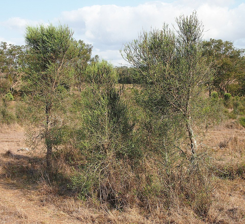 Citrus glauca struiken met groen blad en gele vruchten.