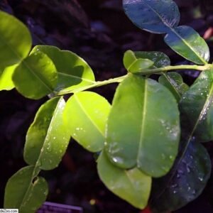 Mauritius papeda citrusboom met groene bladeren en kleine gele vruchten.