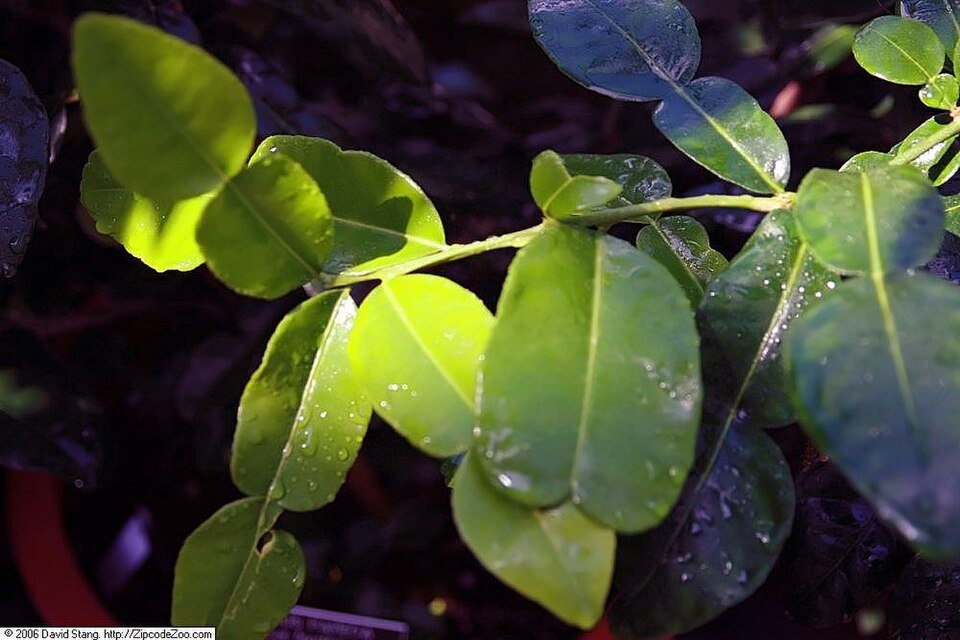 Mauritius papeda citrusboom met groene bladeren en kleine gele vruchten.