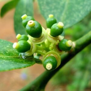 Persische limoenboom met groene citroenknoppen en bladeren.