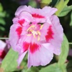 Purple Clarkia amoena flowers in a forest setting.