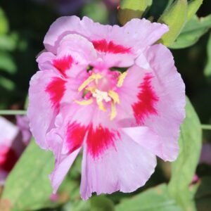 Purple Clarkia amoena flowers in a forest setting.