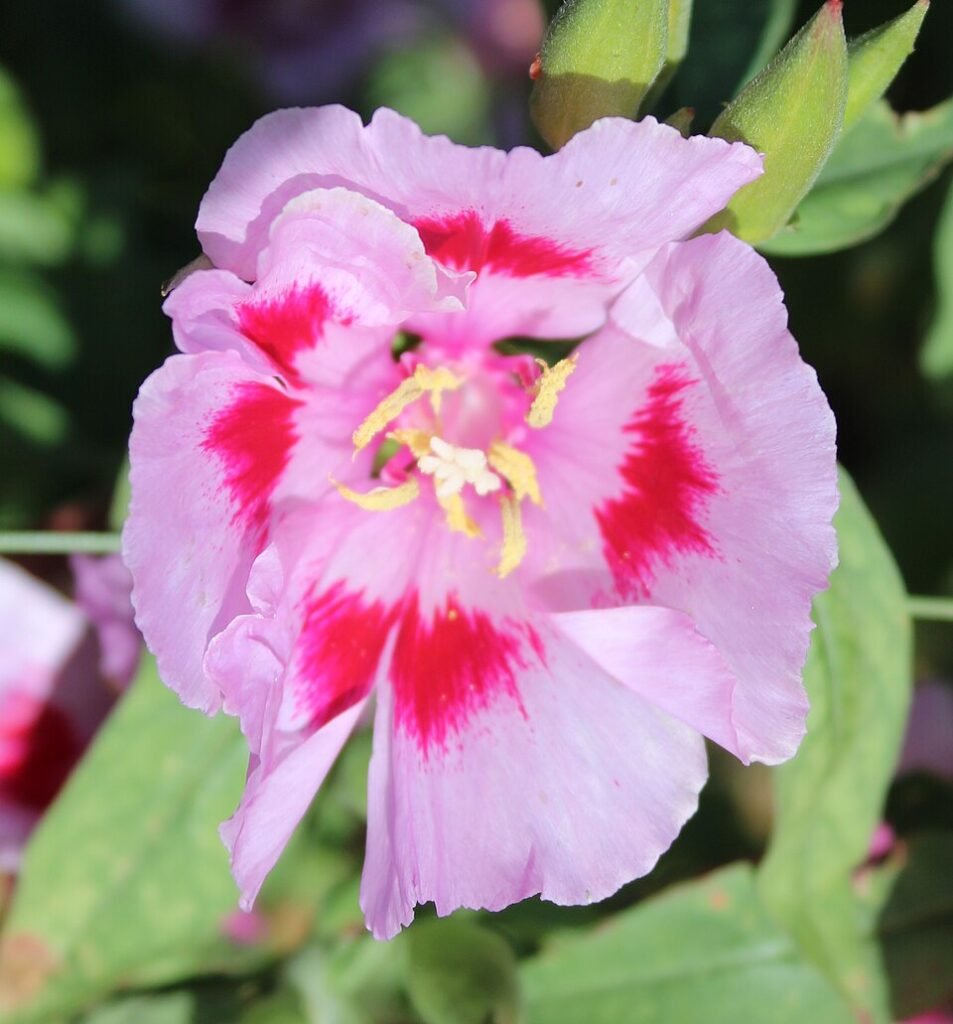Purple Clarkia amoena flowers in a forest setting.