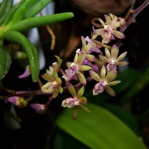 Cleisostoma crochetii orchidee bloemen close-up op groene stengel.