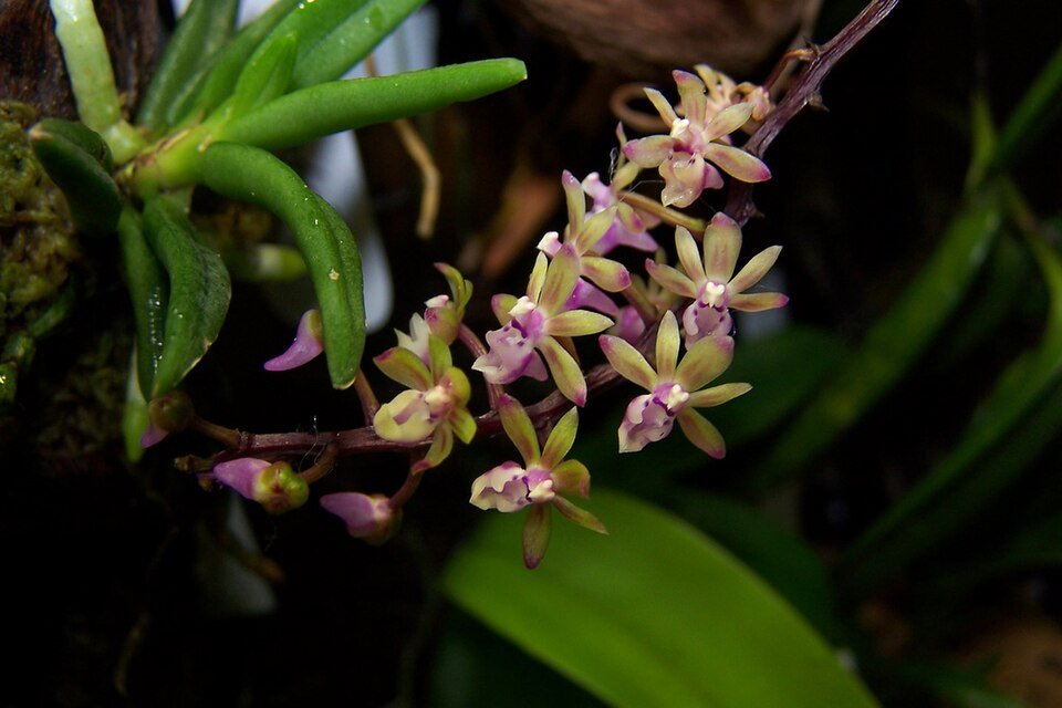 Cleisostoma crochetii orchidee bloemen close-up op groene stengel.