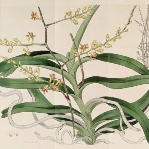 Witte Cleisostoma paniculatum orchideebloemen op tak met groene bladeren.
