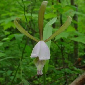 Close-up van paarse en witte bloemen van Cleistesiopsis divaricata.