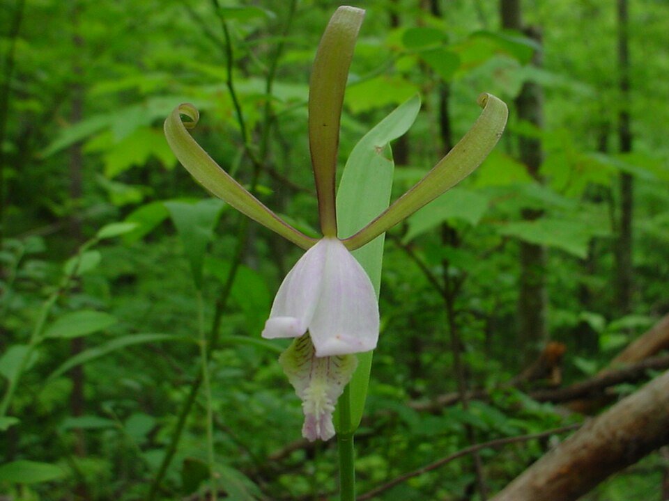 Close-up van paarse en witte bloemen van Cleistesiopsis divaricata.