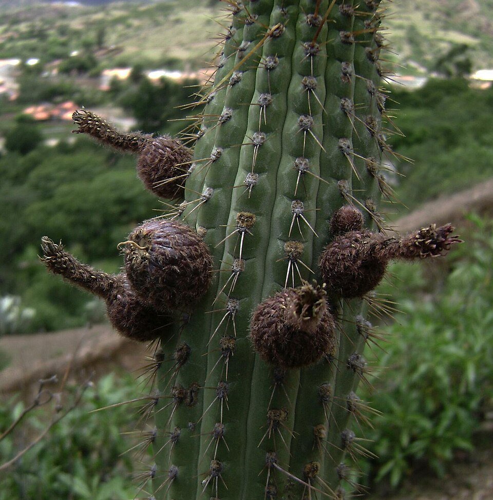 Cleistocactus buchtienii cactus met lange, slanke groene stelen en levendige rode doornen.