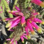 Kleurrijke Cleistocactus smaragdiflorus cactus met rode bloemen.