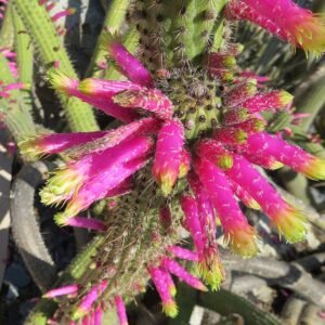 Kleurrijke Cleistocactus smaragdiflorus cactus met rode bloemen.