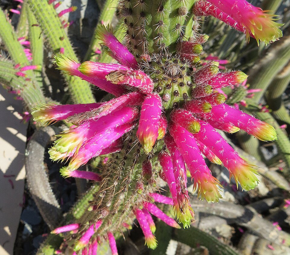 Kleurrijke Cleistocactus smaragdiflorus cactus met rode bloemen.
