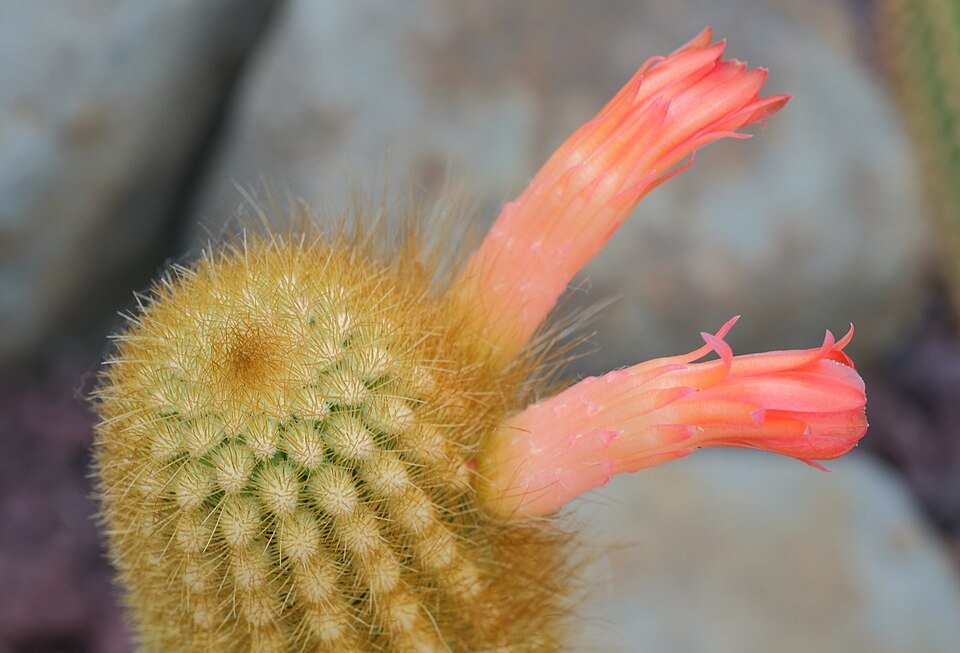 Yellow and orange Cleistocactus x Loxanthocereus flowers on green cactus leaf.
