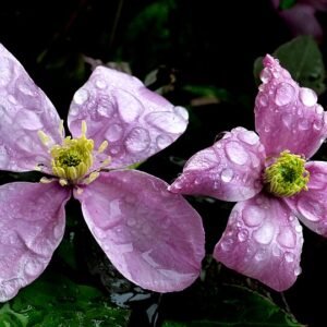 Bloeiende paarse Clematis Montana tegen groen bladerdak.
