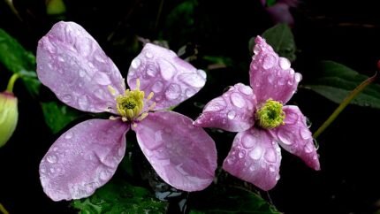 Bloeiende paarse Clematis Montana tegen groen bladerdak.