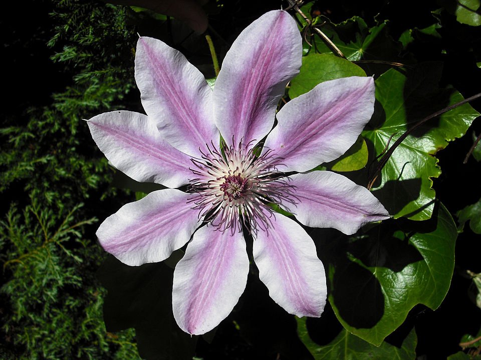 Paarse Clematis bloem met witte strepen - Schaduwrijke standplaats.