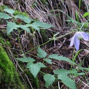 Clematis Alpen/atragene - lila bloemen op groen blad, zonnige standplaats.