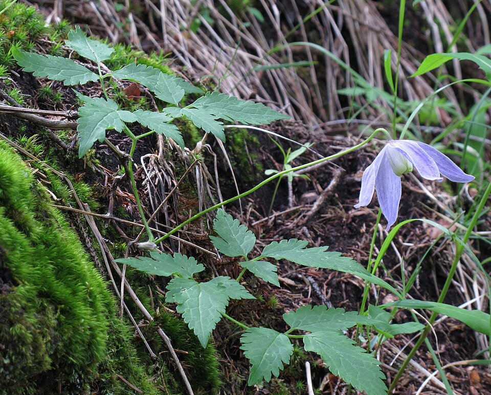 Clematis Alpen/atragene - lila bloemen op groen blad, zonnige standplaats.