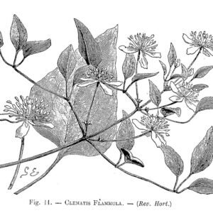 Clematis aromatica bloem in gedetailleerde schetsstijl.
