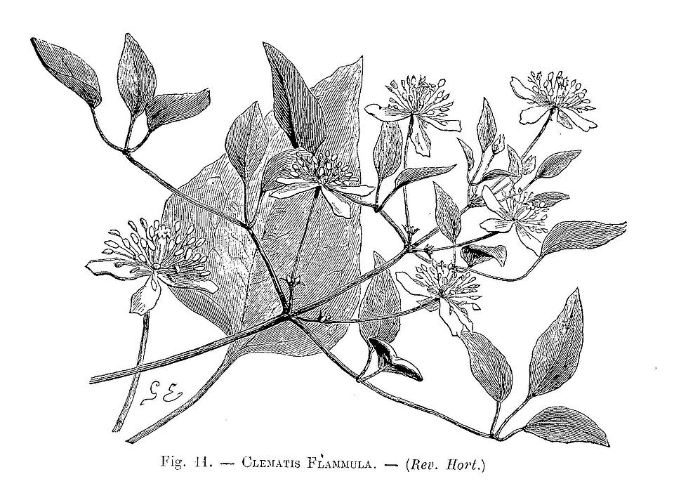 Clematis aromatica bloem in gedetailleerde schetsstijl.