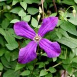 Paarse Clematis 'Jackmanii' bloemen in volle bloei met groen blad.