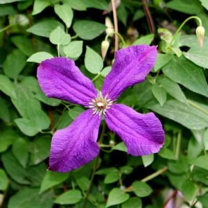 Paarse Clematis 'Jackmanii' bloemen in volle bloei met groen blad.