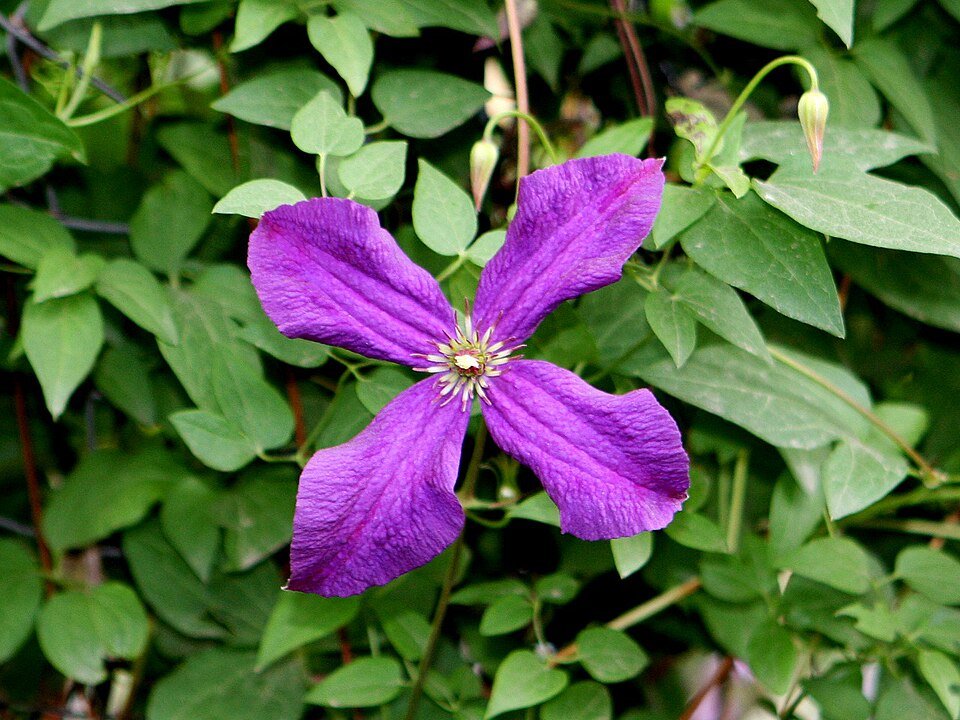 Paarse Clematis 'Jackmanii' bloemen in volle bloei met groen blad.