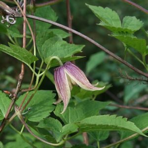 Clematis koreana bloemen in schaduwrijke omgeving.