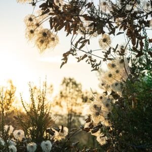 Gele Clematis lasiantha bloeit in Kanaka Valley Pine Hill Preserve.