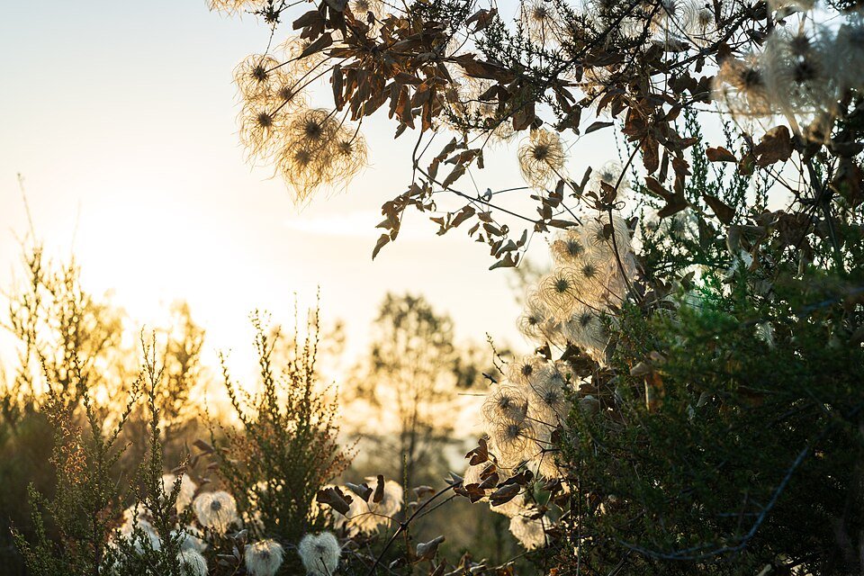 Gele Clematis lasiantha bloeit in Kanaka Valley Pine Hill Preserve.